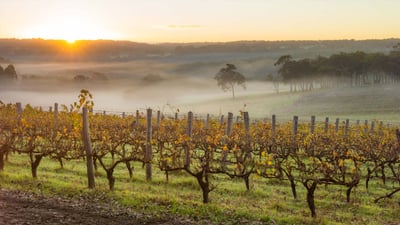Bing wallpaper April 26, 2019. Dawn in the vineyards near Margaret River, Australia (© Nick Rains/Corbis NX/Getty Images)