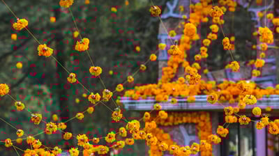 Bing wallpaper November 2, 2021. Marigolds decorate a cemetery in Patzcuaro, Michoacan, Mexico, for a Day of the Dead ceremony (© Daniel Elizalde S/Shutterstock)