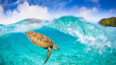 Bing wallpaper July 16, 2023. 座間味島のウミガメ, 沖縄 (© petesphotography/iStock/Getty Images Plus)