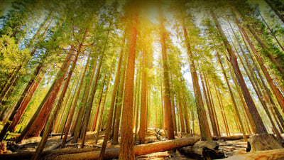 Bing wallpaper April 27, 2023. Mariposa Grove in Yosemite National Park, California (© Orbon Alija/Getty Images)