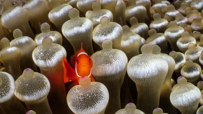 Bing wallpaper July 2, 2025. Spine-cheeked anemonefish surrounded by bubble-tip anemone, Milne Bay, Papua New Guinea (© Fred Bavendam/Nature Picture Library)