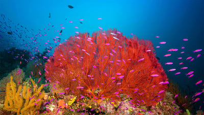 Bing wallpaper June 1, 2022. Coral reef in Marovo Lagoon in the Solomon Islands (© WaterFrame/Alamy)