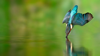 Bing wallpaper May 19, 2022. Martin-pêcheur en chasse dans une rivière de Lorraine (© Michel Poinsignon/Minden)