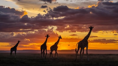 Bing wallpaper June 29, 2026. 马赛马拉国家保护区日落时分的长颈鹿, 肯尼亚 (© danm/Getty Images)