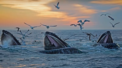 Bing wallpaper September 7, 2021. Humpback whales off the coast of Massachusetts (© Eric Kulin/plainpicture)