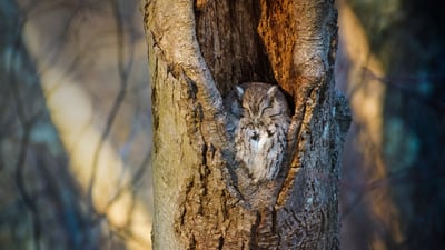 Bing wallpaper March 15, 2021. Screech owl resting in a tree cavity, Massapequa Preserve, Long Island, New York (© Vicki Jauron, Babylon and Beyond Photography/Getty Images)