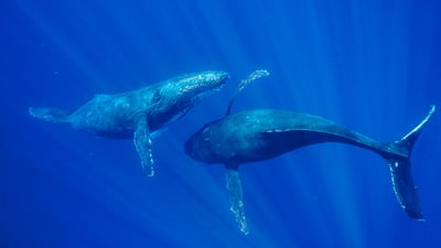 Bing wallpaper February 19, 2023. Humpback whales, Maui, Hawaii (© Flip Nicklin/Minden Pictures)