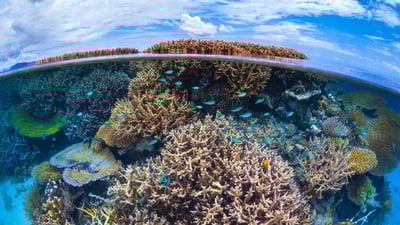 Bing wallpaper July 18, 2024. Coral reef in the Indian Ocean, overseas department of Mayotte, France (© Gabriel Barathieu/Minden Pictures)