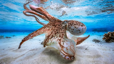 Bing wallpaper October 8, 2026. Octopus in defensive posture, Mayotte, Indian Ocean (© Gabriel Barathieu/Minden Pictures)