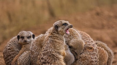 Bing wallpaper February 2, 2020. Meerkat family huddling together (© stefbennett/Shutterstock)