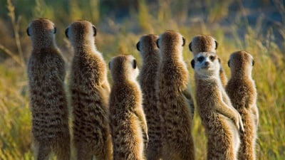 Bing wallpaper July 23, 2019. Meerkats in the Kalahari Desert in Botswana (© Aluma Images/Getty Images)