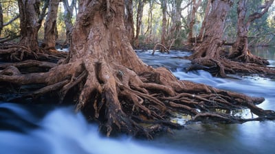 Bing wallpaper June 14, 2020. Melaleuca trees in a stream after cyclonic rainfall, Western Australia (© Ted Mead/Getty Images)