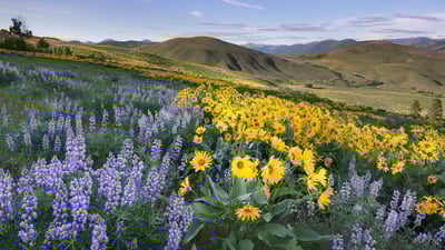 Bing wallpaper May 26, 2024. Balsamroot and lupines, Methow Valley, North Cascades, Washington (© Alan Majchrowicz/Getty Images)
