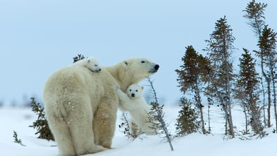 Bing wallpaper November 18, 2023. Polar bear mother and cubs, Churchill, Manitoba, Canada (© Thorsten Milse/Getty Images)
