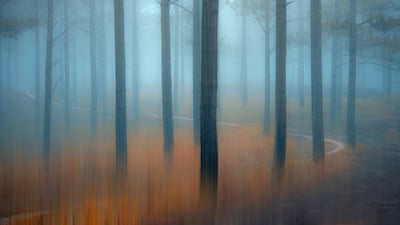 Bing wallpaper October 30, 2021. Misty pine forest in the Central Highlands of Vietnam (© Thanh Thuy/Moment/Getty Images)