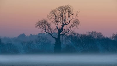 Bing wallpaper November 28, 2020. Leafless trees in the mist at sunrise, Surrey (© plainpicture/Design Pics/Charles Bowman)