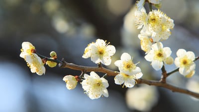Bing wallpaper February 10, 2026. 白梅の花 (© EarthScapeImageGraphy/Getty Images)