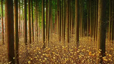 Bing wallpaper April 13, 2022. Mitsumata (aka paperbush) in a forest in Japan (© nattya3714/Getty Images)