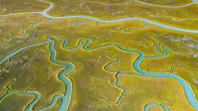 Bing wallpaper April 29, 2021. Aerial view of tidal channels in marshland of the Mockhorn Island State Wildlife Management Area, Virginia (© Shane Gross/Minden Pictures)