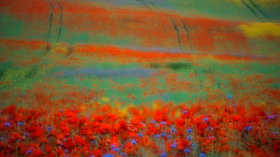 Bing wallpaper March 24, 2023. Blühender Mohn und Kornblumen in einem Rapsfeld, Penzlin (© Sandra Bartocha/Minden)