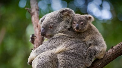 Bing wallpaper May 8, 2022. Koala mother and 8-month-old joey, Queensland, Australia (© Suzi Eszterhas/Minden Pictures)