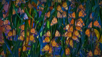 Bing wallpaper February 5, 2023. Monarch butterflies at Pismo Beach, California (© Mimi Ditchie/Getty Images)