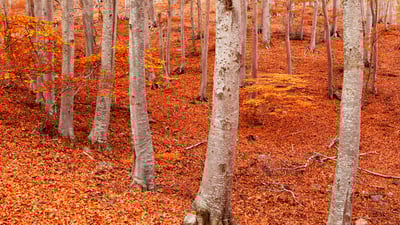 Bing wallpaper November 5, 2025. Peña Roya beech forest, Moncayo Natural Park, Zaragoza, Aragon, Spain (© David Santiago Garcia/DEEPOL by plainpicture)