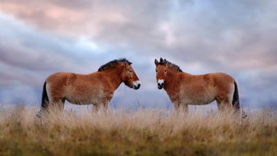 Bing wallpaper September 14, 2023. Przewalski's horses, Hustai National Park, Mongolia (© Ondrej Prosicky/Shutterstock)