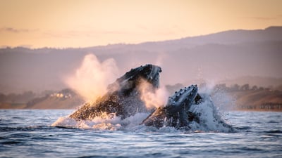 Bing wallpaper February 14, 2026. Baleines à bosse à Monterey, Californie, États-Unis (© Kiliii Fish/Cavan Images)