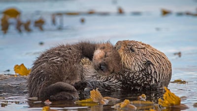 Bing wallpaper September 20, 2020. Sea otter mother and newborn pup in Monterey Bay, California (© Suzi Eszterhas/Minden Pictures)