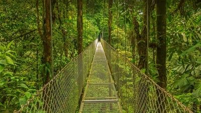 Bing wallpaper May 26, 2022. Hanging bridge in the Monteverde Cloud Forest Reserve, Costa Rica (© Dmitriy Burlakov/Getty Images)