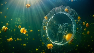 Bing wallpaper November 3, 2021. Moon jelly and golden jellyfish, Raja Ampat, West Papua, Indonesia (© Alex Mustard/Minden Pictures)