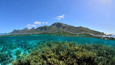 Bing wallpaper December 8, 2024. Corals and the lagoon of Mo'orea in French Polynesia (© bru_greg/Getty Images)