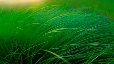 Bing wallpaper May 3, 2019. ｢スゲの草むら｣米国ミネソタ州, ムース・レイク (© Jim Brandenburg/Minden Pictures)