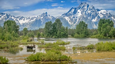 Bing wallpaper July 13, 2021. Moose crossing a pond below Mount Moran, Grand Teton National Park, Wyoming (© Jim Stamates/Minden Pictures)