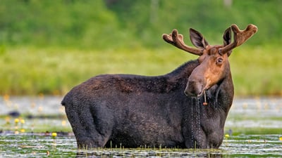 Bing wallpaper May 13, 2020. Moose snacking on water lilies in Millinocket, Maine (© Scott Suriano/Getty Images)