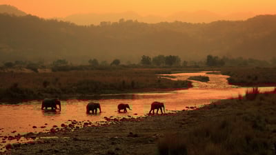 Bing wallpaper March 9, 2024. Elephants crossing river in Jim Corbett National Park, India (© ABHILASH VISWA PICASSO/Shutterstock)
