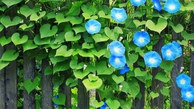 Bing wallpaper August 22, 2025. 早朝に開花する美しいアサガオ (© borchee/Getty Images)