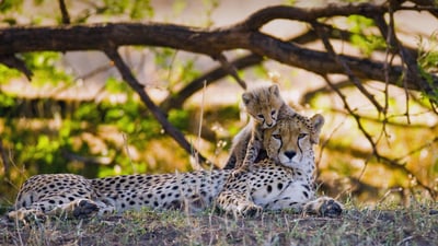 Bing wallpaper December 6, 2021. Mother cheetah and her cub in the Maasai Mara nature reserve, Kenya (© gudkovandrey/Adobe Stock)