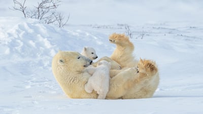Bing wallpaper May 10, 2026. Polar bear mother and cubs playing in Wapusk National Park, Manitoba (© Hao Jiang/Getty Images)