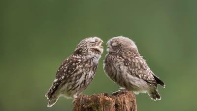Bing wallpaper March 26, 2020. Une maman chouette houspille son petit qui s’éveille (© Cavan Images/Media Drum World/Laura Dyer)
