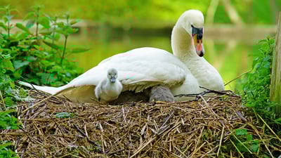 Bing wallpaper March 27, 2022. Swan and her cygnets on a nest in Stroud, Gloucestershire (© PJ photography/Shutterstock)