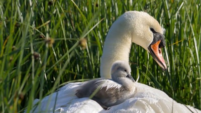 Bing wallpaper March 10, 2024. Mute swan mother and cygnet, Stanpit Marsh, England (© LecartPhotos/Alamy Stock Photo)