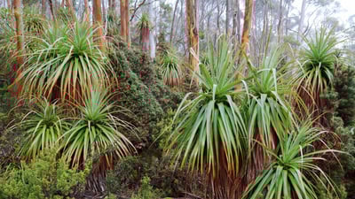 Bing wallpaper December 30, 2024. Tasmanian snow gum and pandani plants near Lake Dobson, Mount Field National Park, Tasmania, Australia (© Whitworth Images/Getty Images)