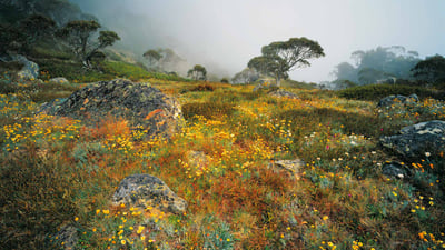 Bing wallpaper November 10, 2019. Wildflowers in the mist on Mount Howitt in Alpine National Park, Victoria, Australia (© Australian Scenics/Photolibrary/Getty Images Plus)