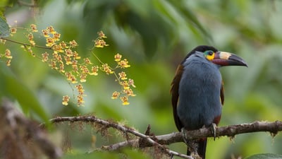 Bing wallpaper July 7, 2026. Tucano “Andigena laminirostris” com orquídeas, Equador (© Murray Cooper/Minden Pictures)