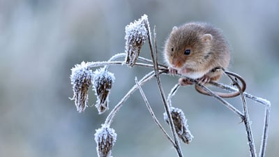 Bing wallpaper February 10, 2020. Harvest mouse climbing on frosty seedhead, Hertfordshire (© Andy Sands/Minden Pictures)