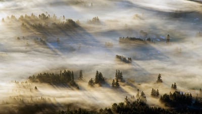 Bing wallpaper February 24, 2024. Mist in the Cowichan Valley on Vancouver Island, British Columbia, Canada (© Kevin Oke/Alamy)