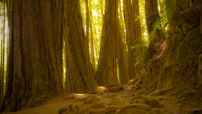 Bing wallpaper January 9, 2026. Giant redwood trees in Muir Woods National Monument, California, United States (© photo by canderson/Getty Images)