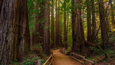 Bing wallpaper January 9, 2020. Muir Woods National Monument near San Francisco, California (© Mia2you/Shutterstock)